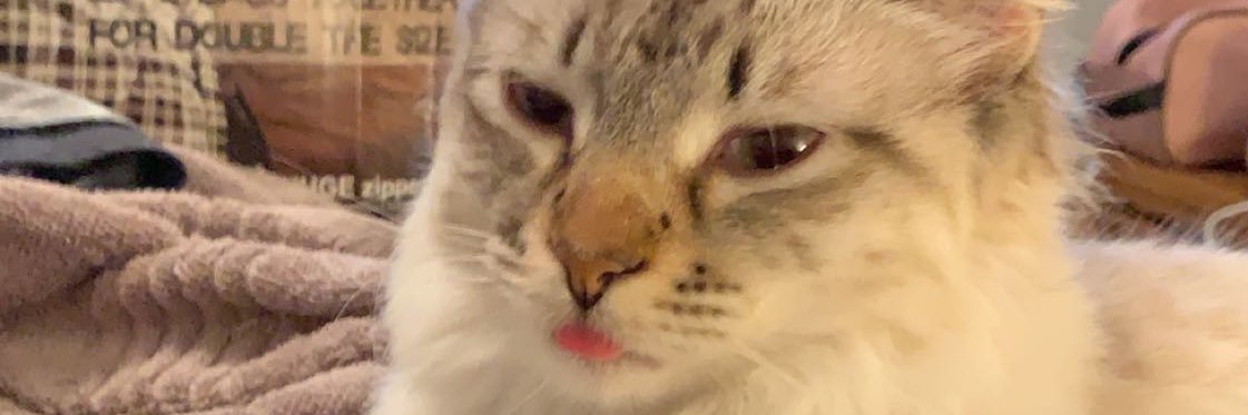 mskhazel's profile banner image