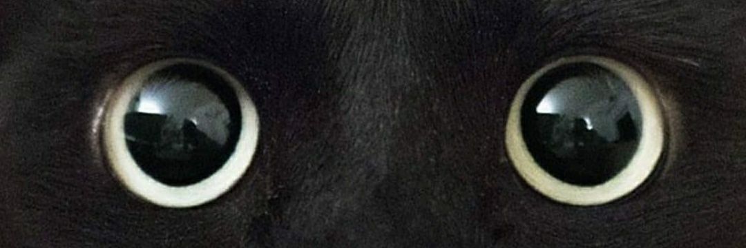 mevasadejar's profile banner image