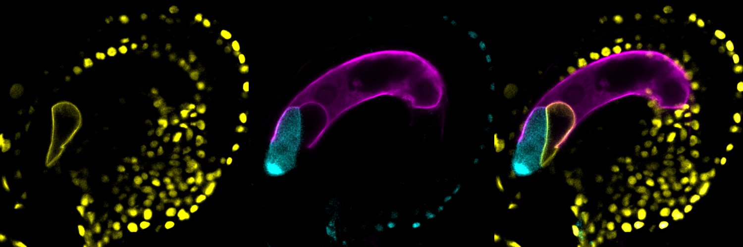 Philipp Denninger banner