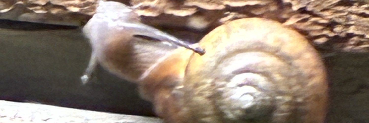 RebelliousRPS's profile banner image