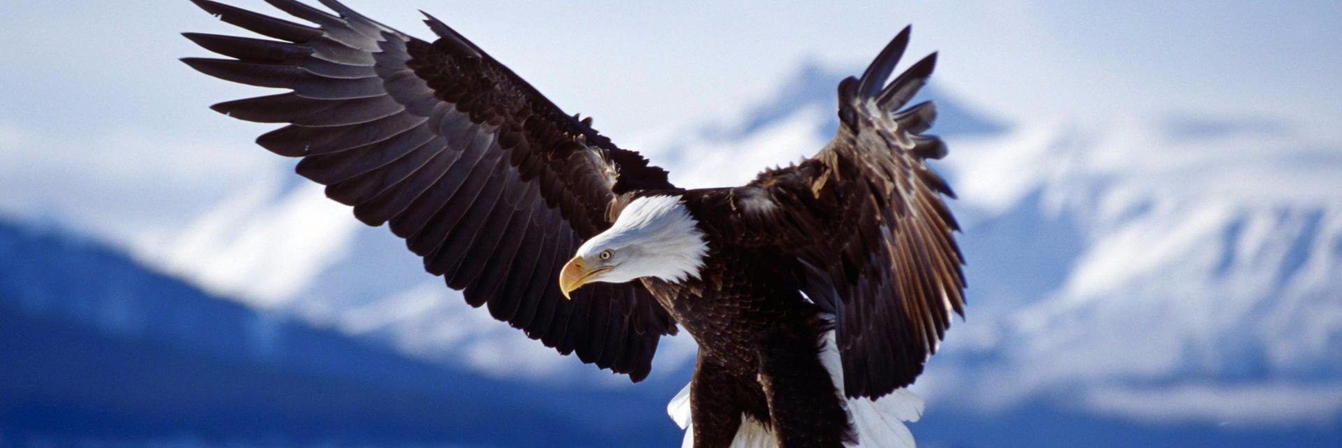 CCHSEagles's profile banner image