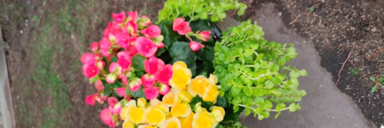 leonoraleal's profile banner image