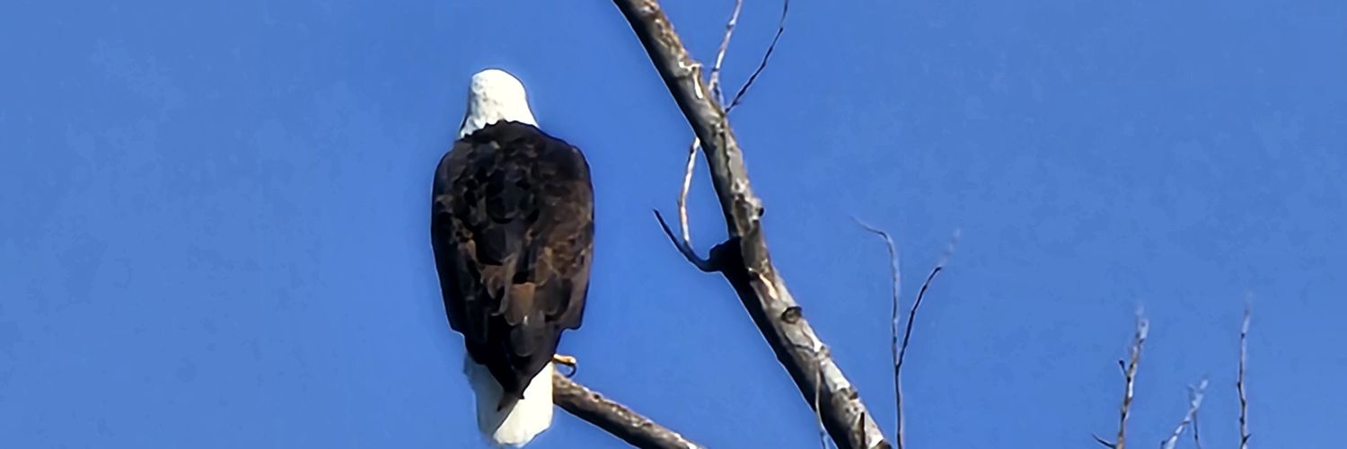 thebluesluvr's profile banner image