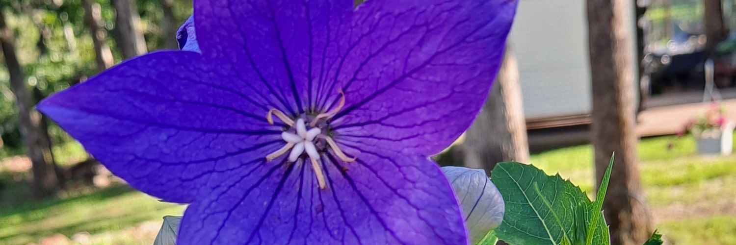 senamsgranny's profile banner image
