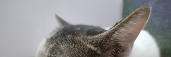 _anshulgarg Profile Banner