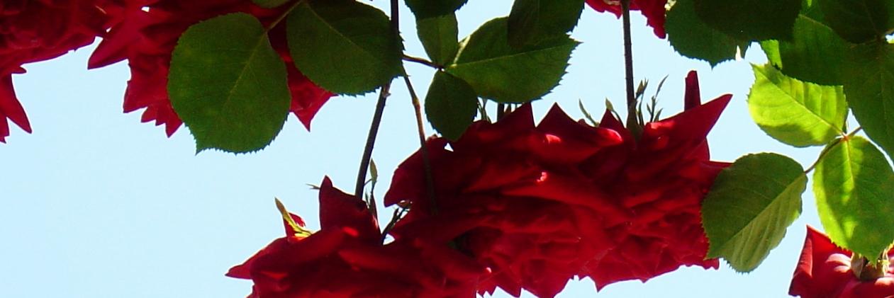 reopen87's profile banner image