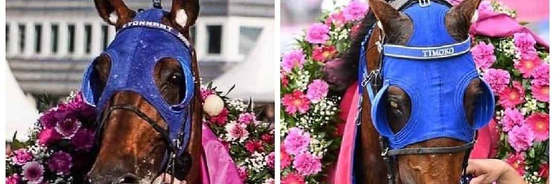Timoko banner
