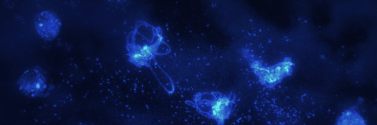 Feng Lab banner