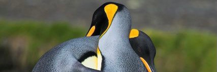 Marco Antonio banner