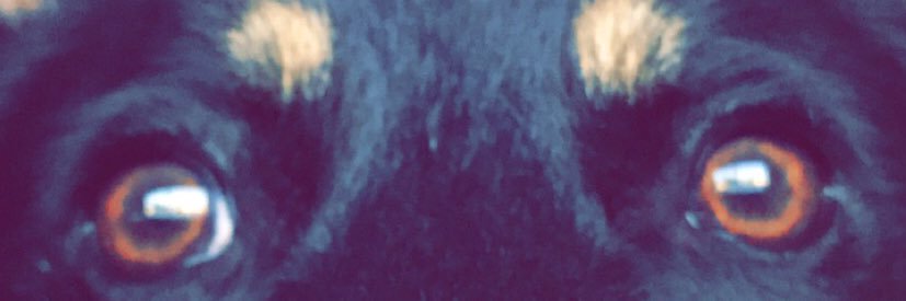 Catbear2k15's profile banner image