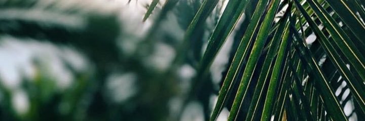 ana_dzon's profile banner image