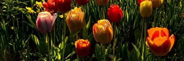 🌷🌷Mrs.ToughCookie🌷🌷 banner