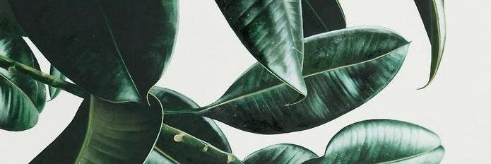 Georgia Cavanagh banner