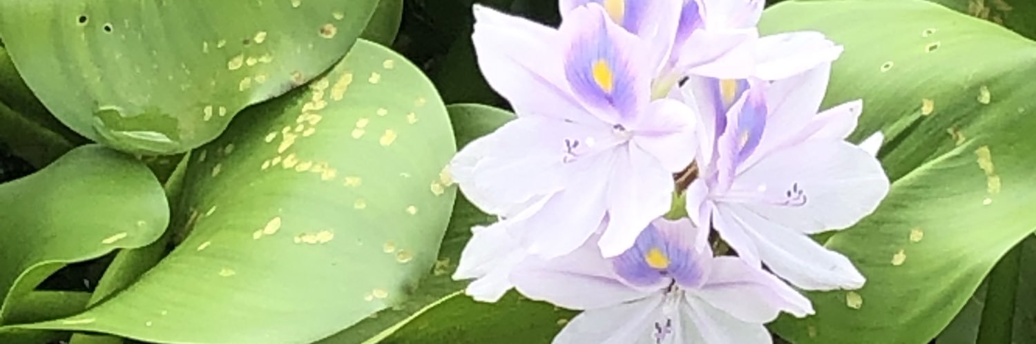 KimchiTeacher's profile banner image