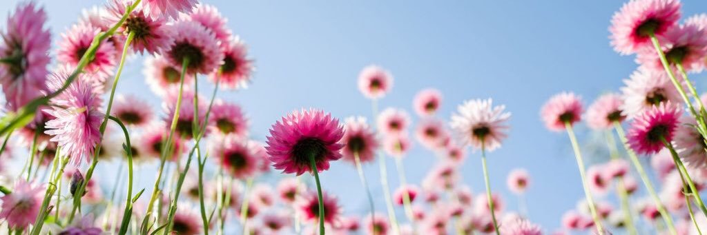 wishingstar49's profile banner image