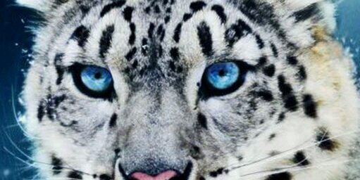 leracarlos's profile banner image