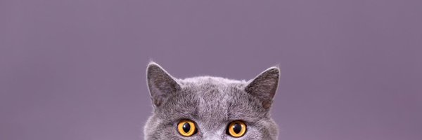 gatropolisweb Profile Banner
