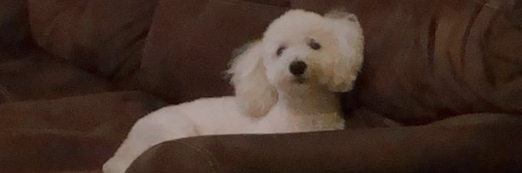 TwittingPri_'s profile banner image