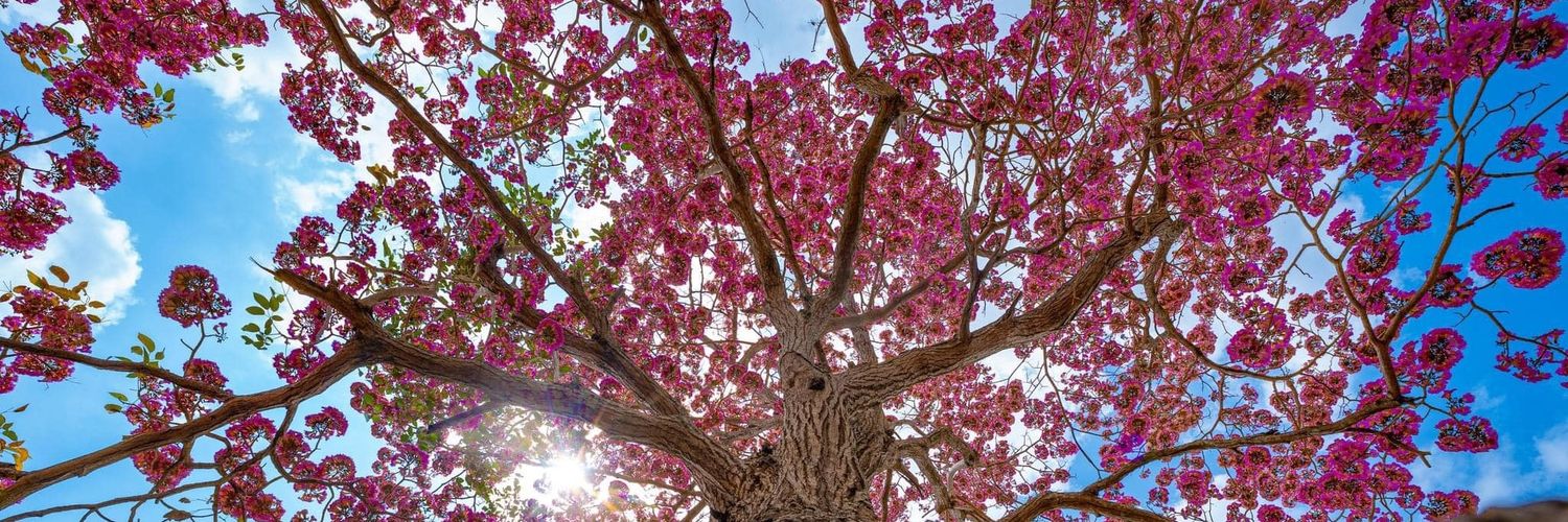 🇸🇻LETTY salvadoreña banner