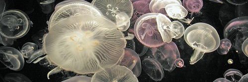 ༺ ✧ luma ✧ ༻ banner