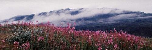 Felicia Bertrand banner