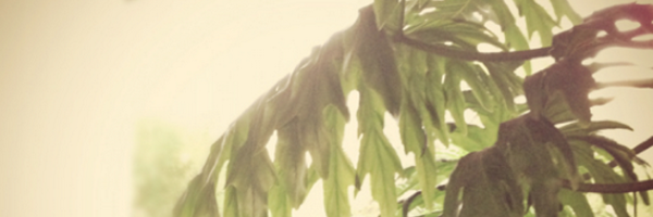 HinokiBird Profile Banner