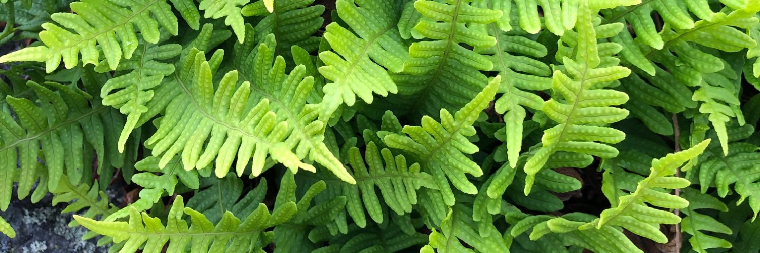 kasibbe's profile banner image