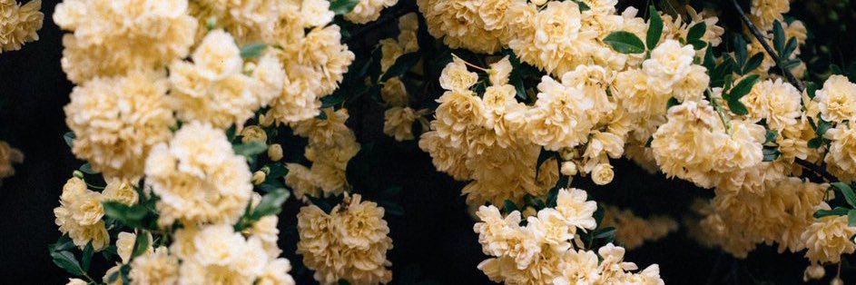 Thisisdow's profile banner image