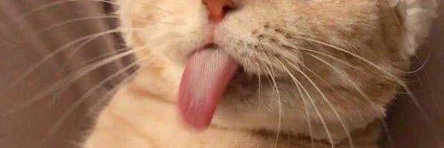 wigatiningveutm's profile banner image