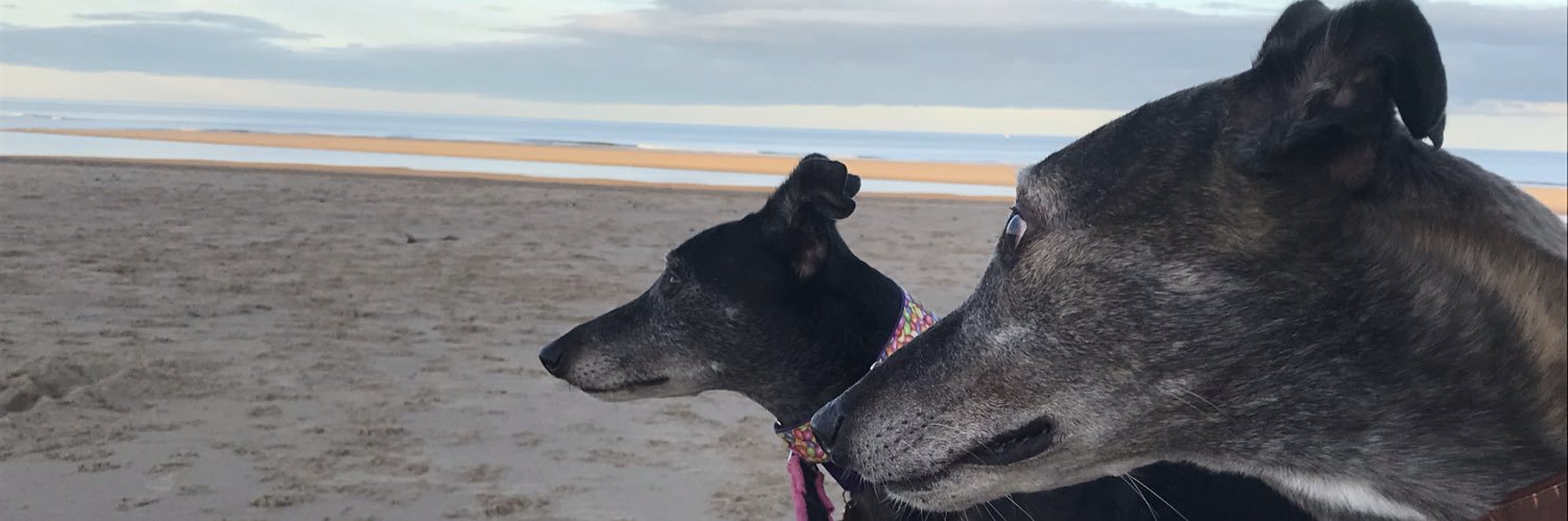 Oscar & Ruby 🐾 Daragh 🌈 Coco 🌈 banner