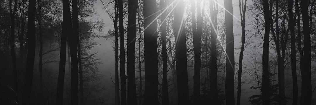 z_snay's profile banner image