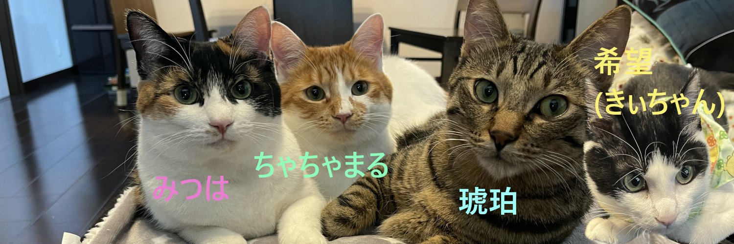 琥みっちゃきぃ@保護猫 banner