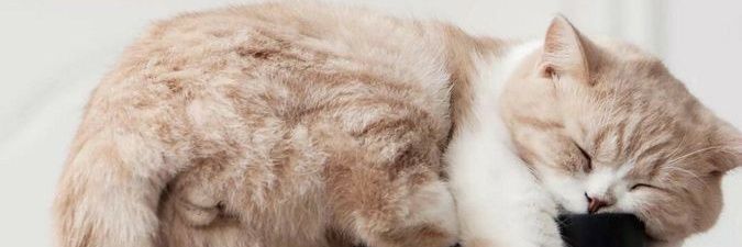 shll24's profile banner image