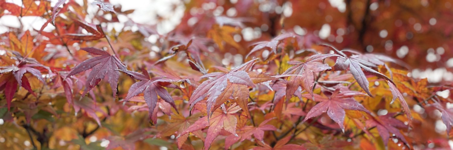 cherry8396's profile banner image