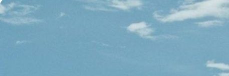 Phlox banner