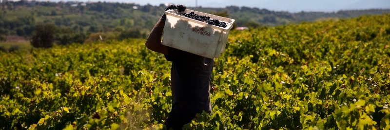 Bodegas Pittacum banner