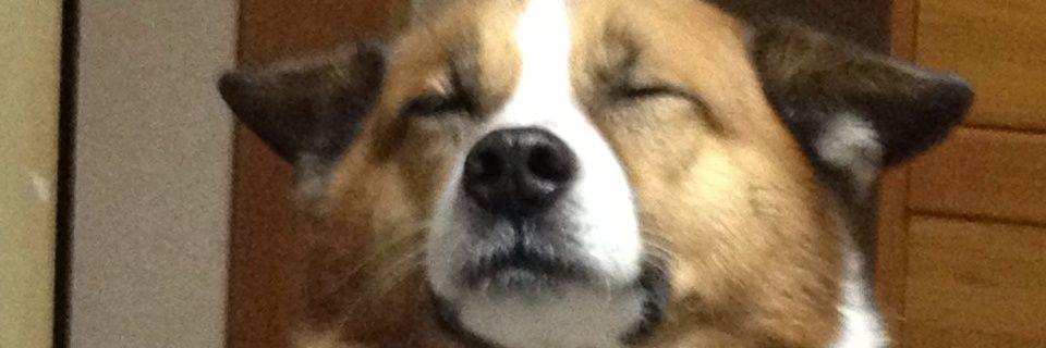 taamao's profile banner image