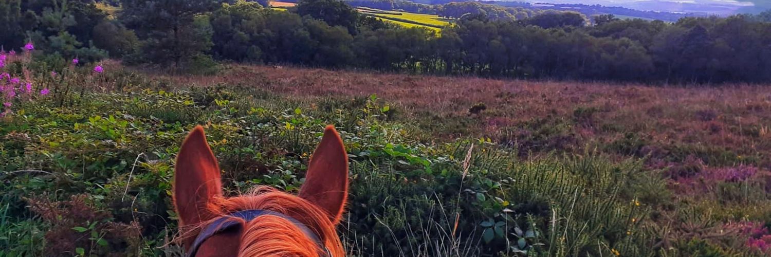 JuniperUK's profile banner image