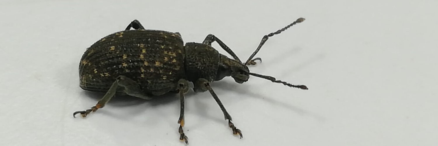 Eugenia Fezza banner