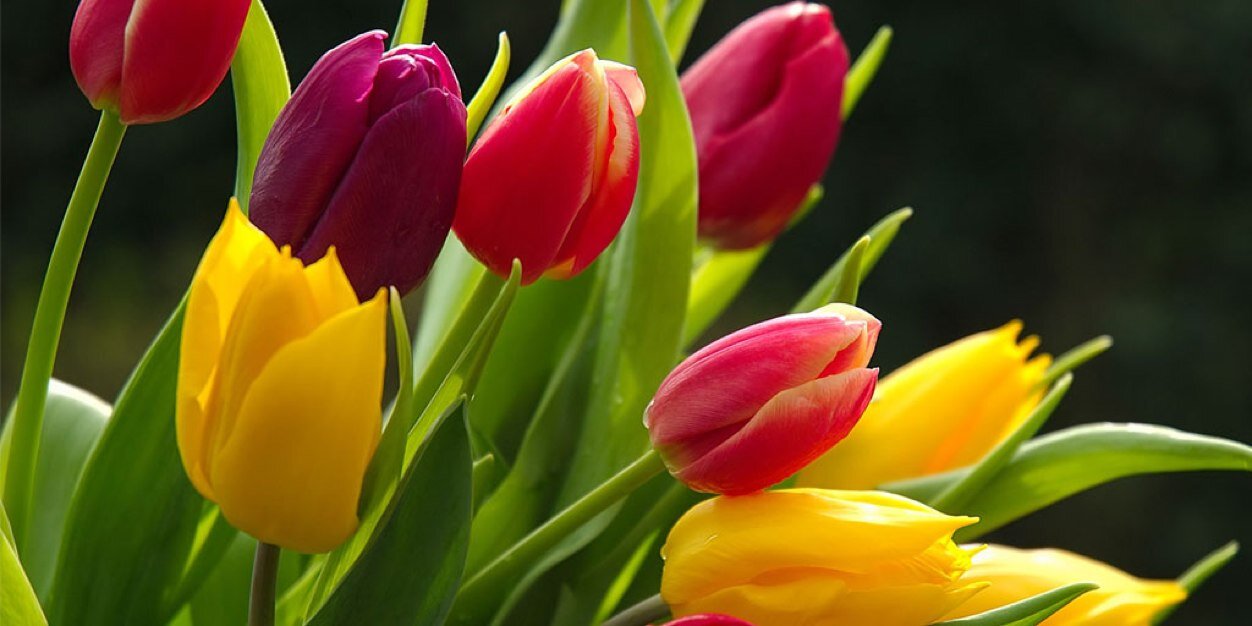 flowerstogouk's profile banner image