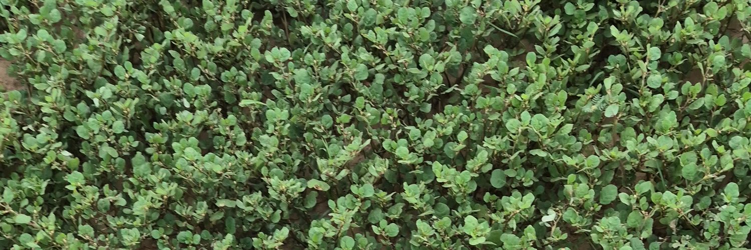 ابن الوطن banner