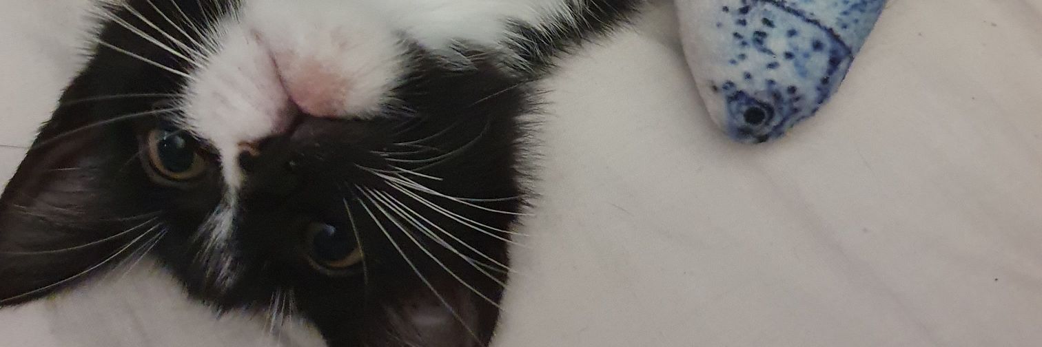 aysuchae's profile banner image