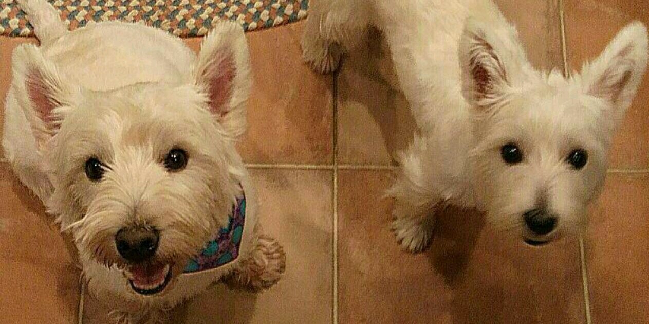 2_westie's profile banner image