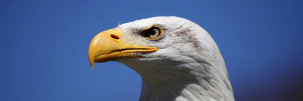 FPLBaldEagle24 Profile Banner