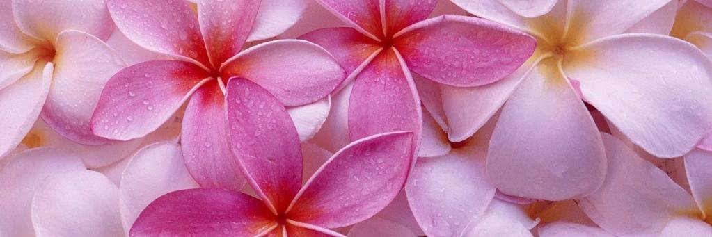 Kin_9768's profile banner image