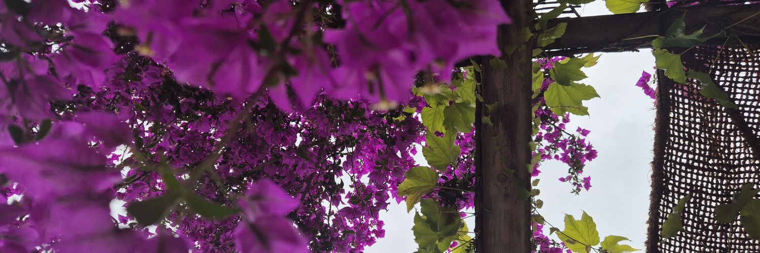 NPedrola's profile banner image