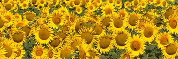 JuliaSBlackburn Profile Banner