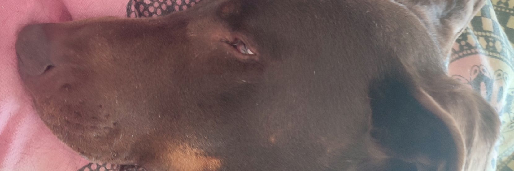 marcofigoncalvs's profile banner image
