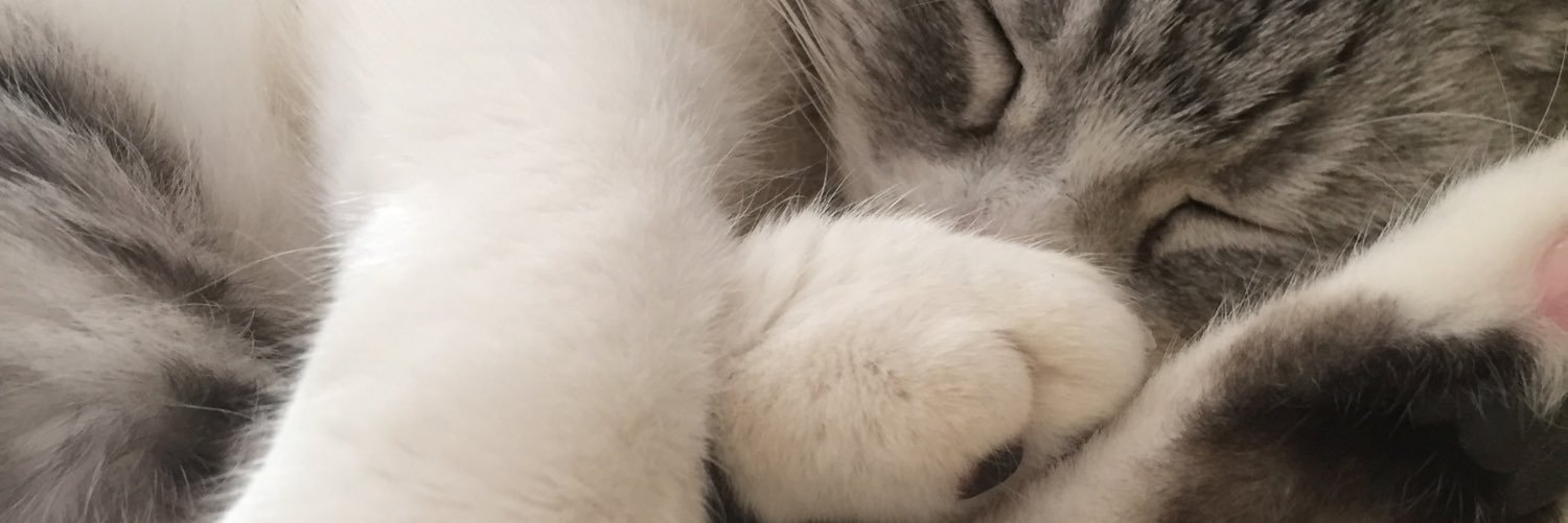 zenbide's profile banner image