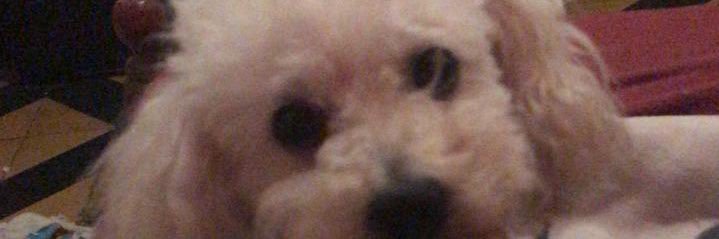 aylendrusso's profile banner image